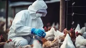 A gripe aviária impactará o preço da carne de frango?  Saiba mais.