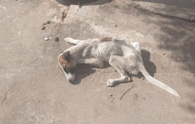 GCM de Luís Eduardo Magalhães atende ocorrência de possível caso de maus-tratos a animal no bairro Florais Léa