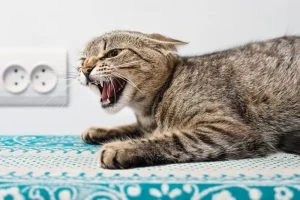 Cidade baiana registra morte de gato por raiva e alerta autoridades
